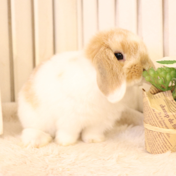 animal_image