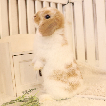 animal_image