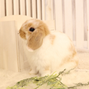 animal_image