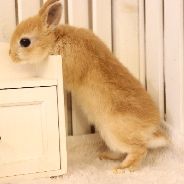 animal_image