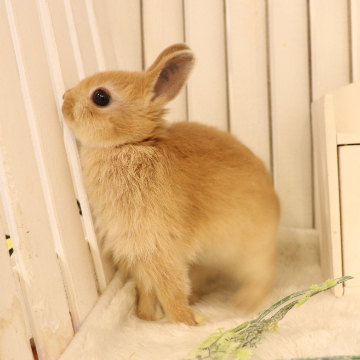 animal_image