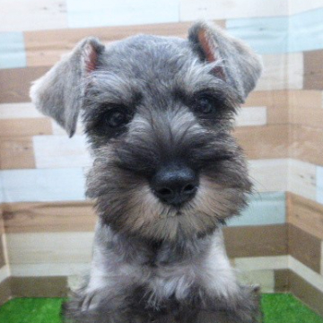 animal_image