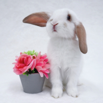 animal_image