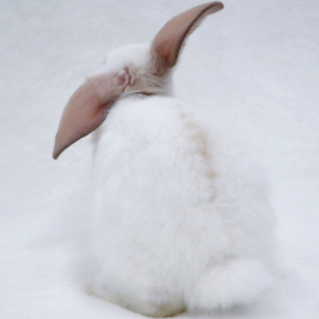 animal_image