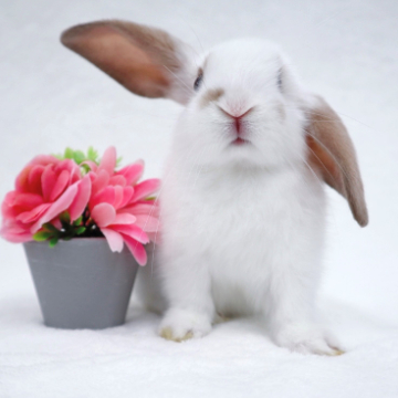 animal_image