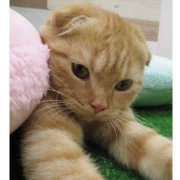 animal_image