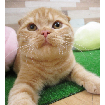 animal_image