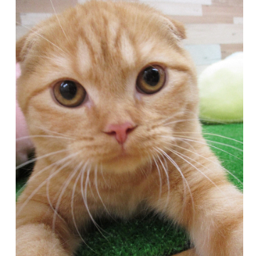 animal_image