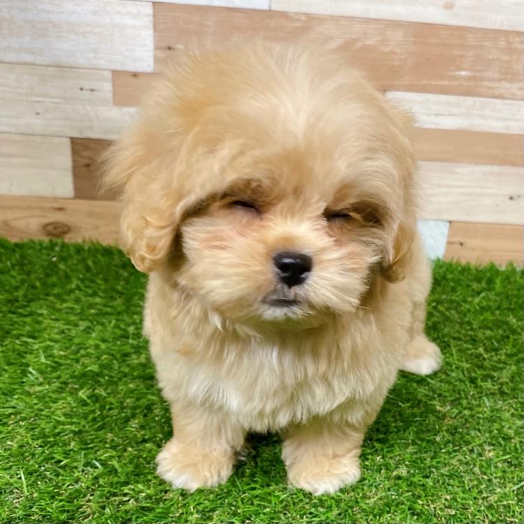 animal_image
