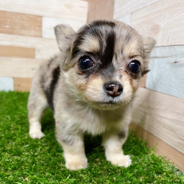 animal_image