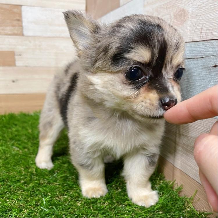animal_image