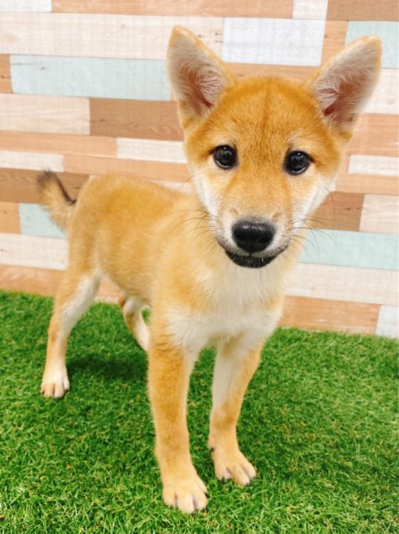 animal_image