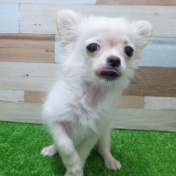 animal_image