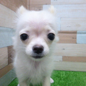 animal_image