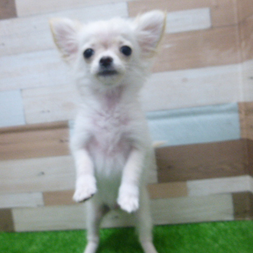 animal_image