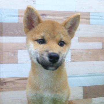 animal_image