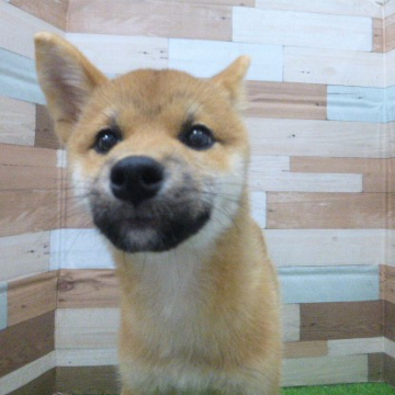 animal_image