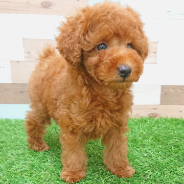 animal_image