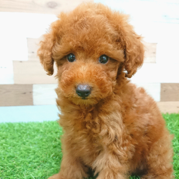 animal_image