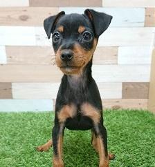 animal_image
