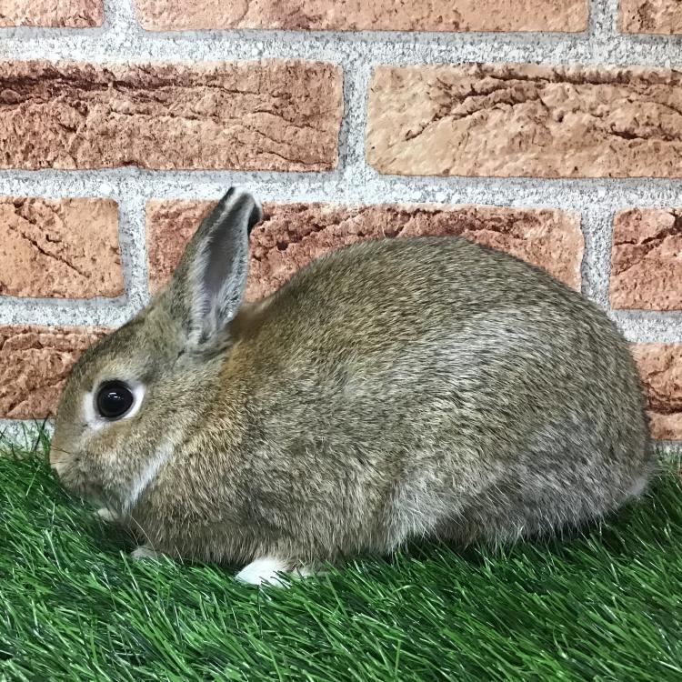 animal_image