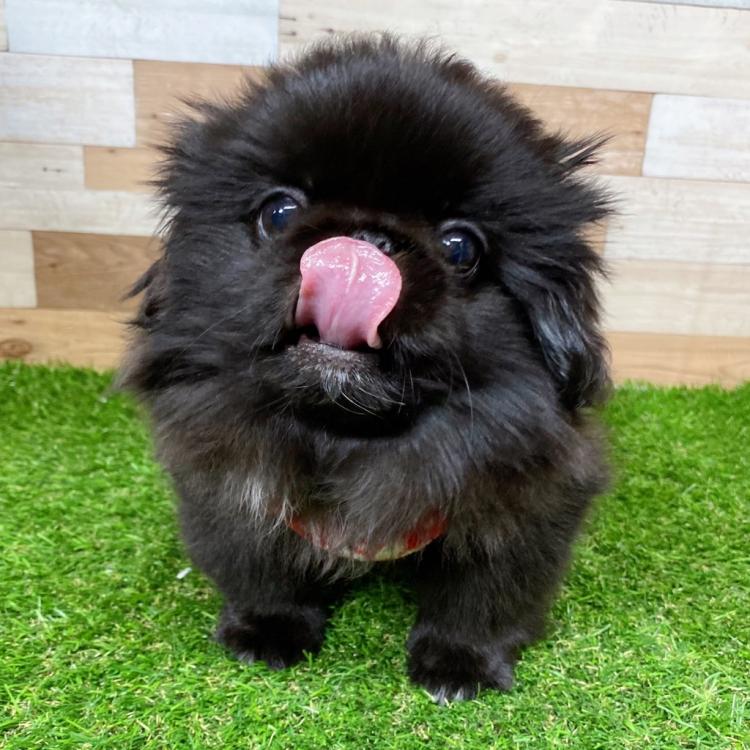 animal_image