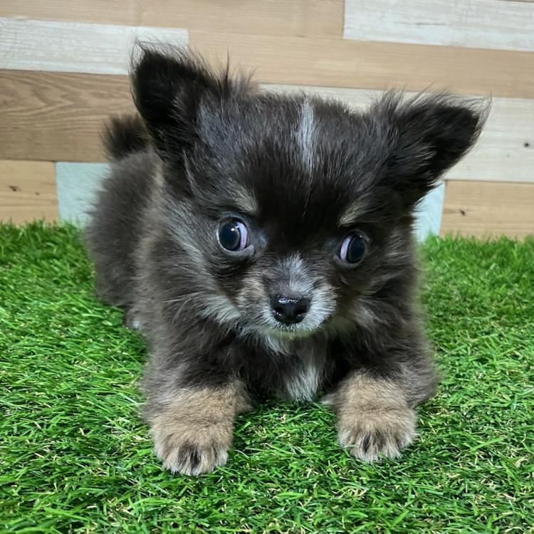 animal_image