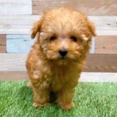 animal_image