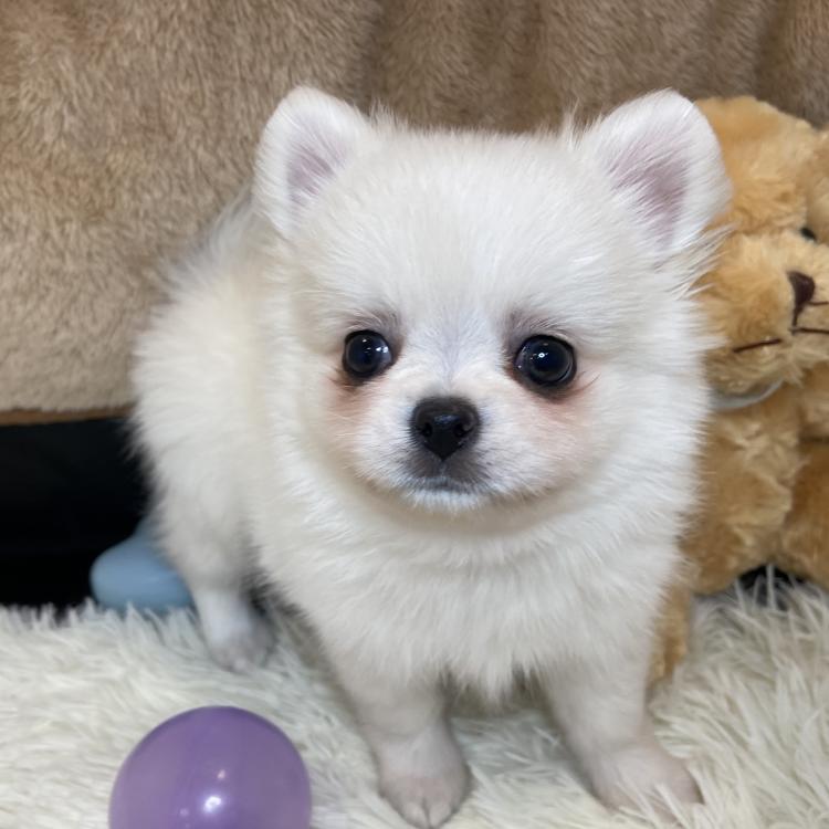 animal_image