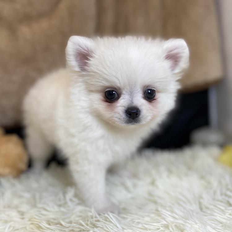 animal_image