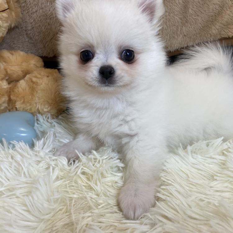 animal_image