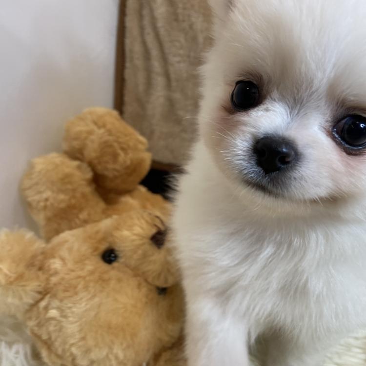 animal_image
