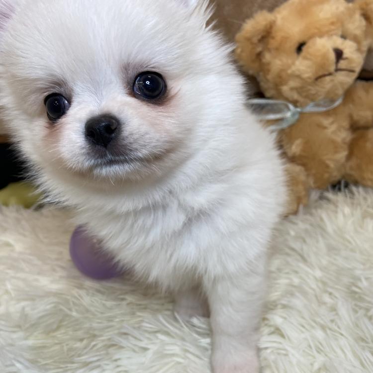 animal_image
