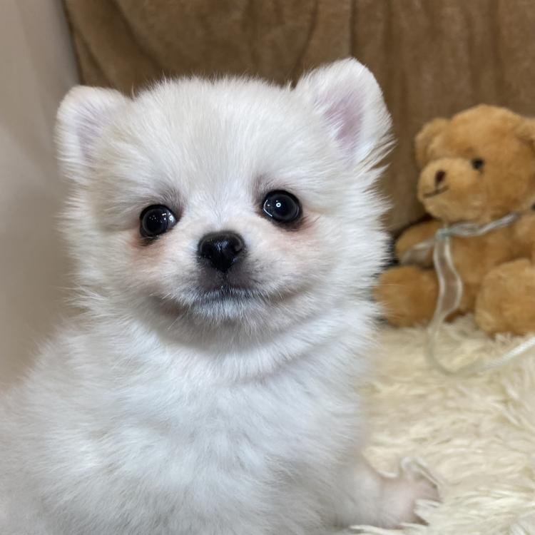 animal_image