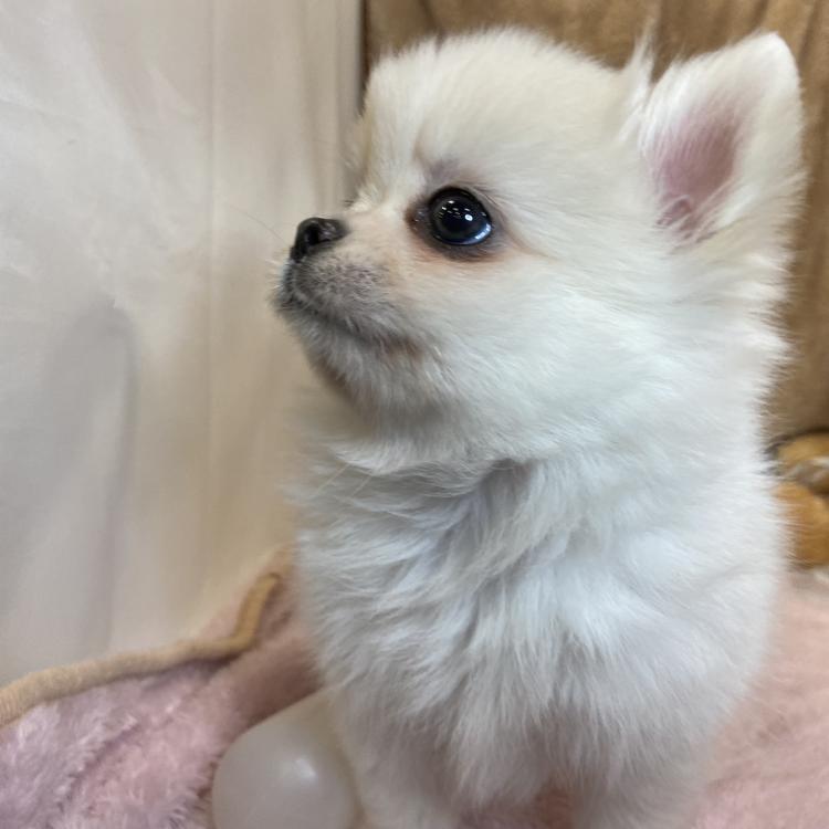 animal_image