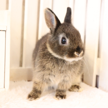 animal_image