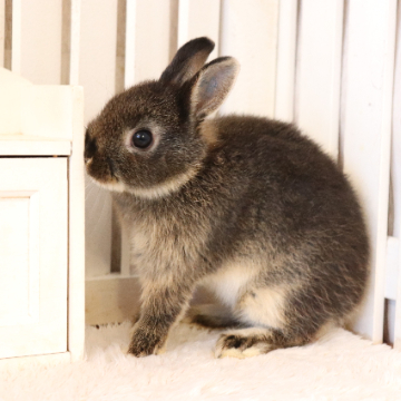 animal_image