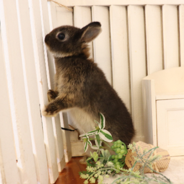animal_image