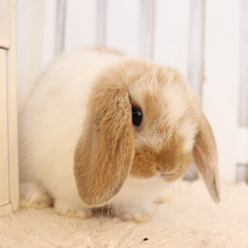 animal_image