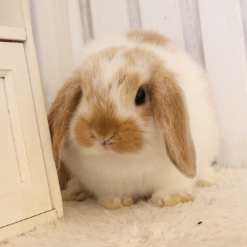 animal_image