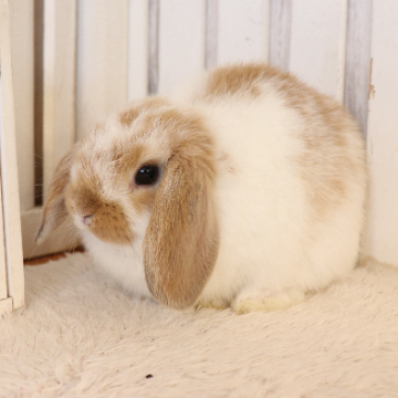 animal_image