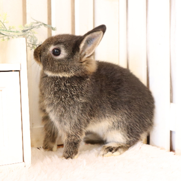 animal_image