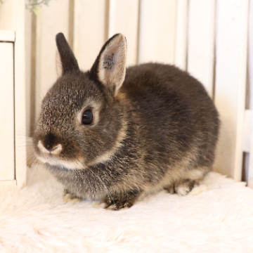 animal_image