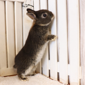 animal_image