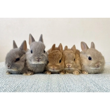 animal_image
