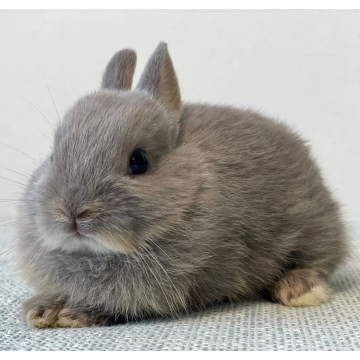 animal_image