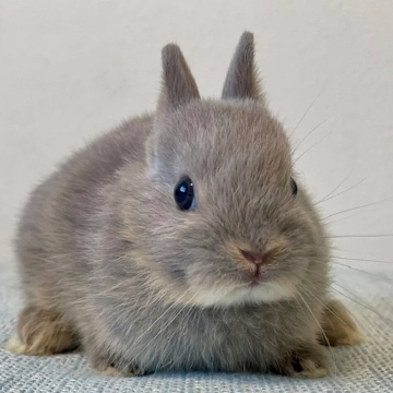 animal_image