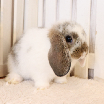 animal_image