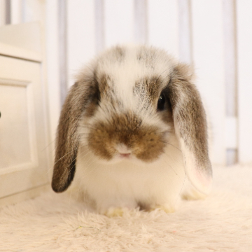 animal_image
