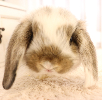 animal_image